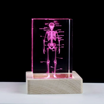 3D фигурки от кристалния куб с лазерно гравиране на човешкия скелет, медицински научни подаръци, Сувенир, анатомическая модел орган, преспапиета